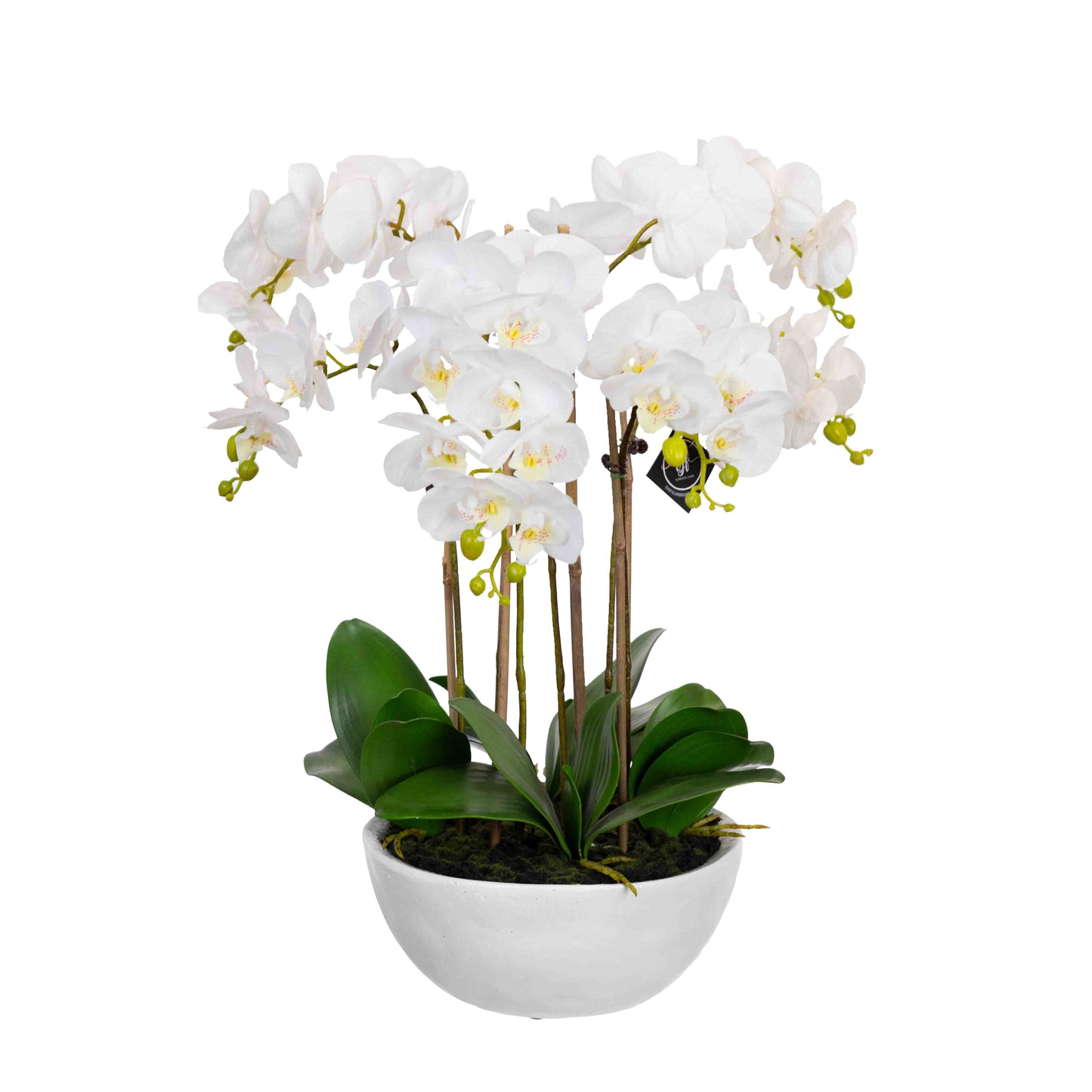 55cm Artificial Phalaenopsis Orchid in White Pot