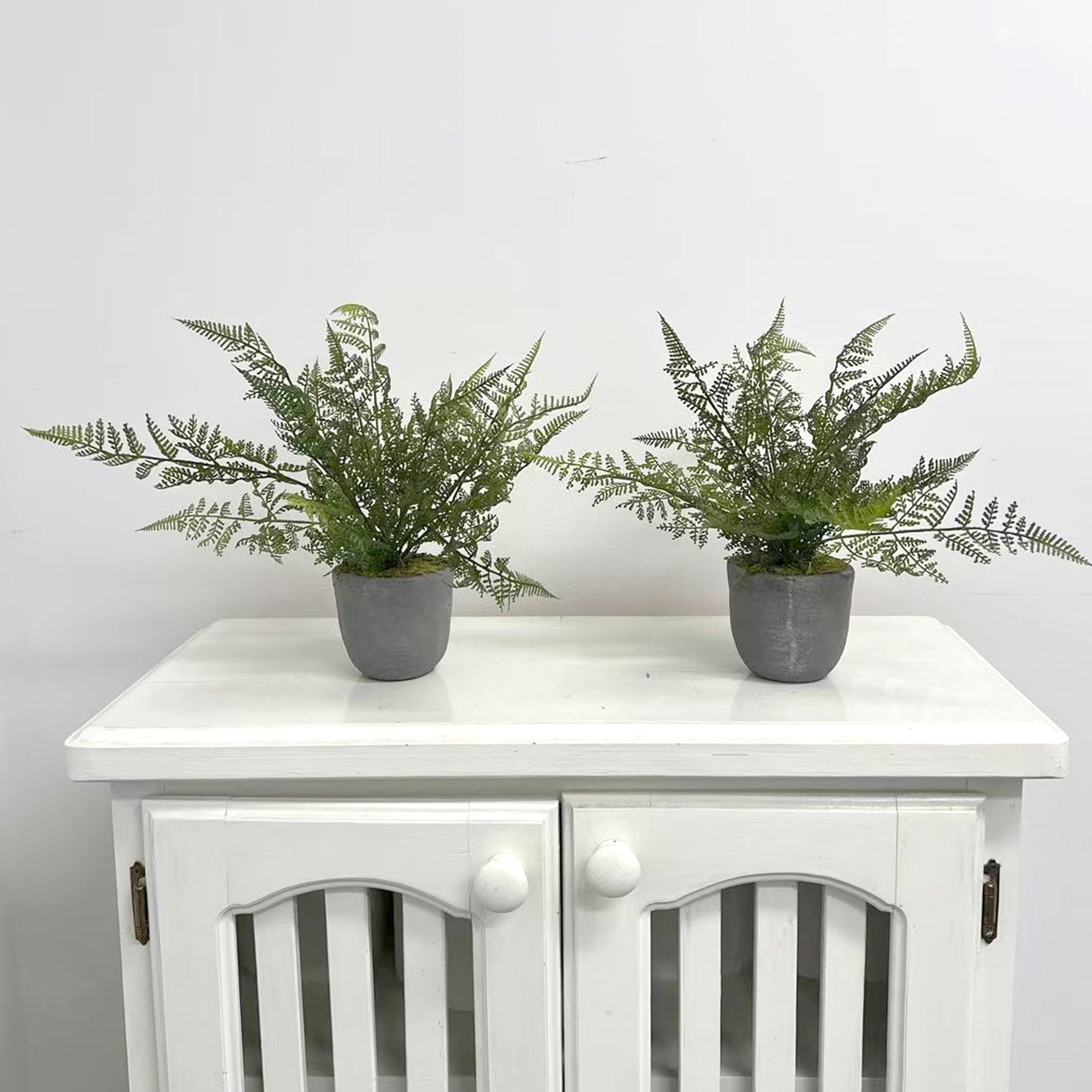 Potted Ruffle Fern Bush