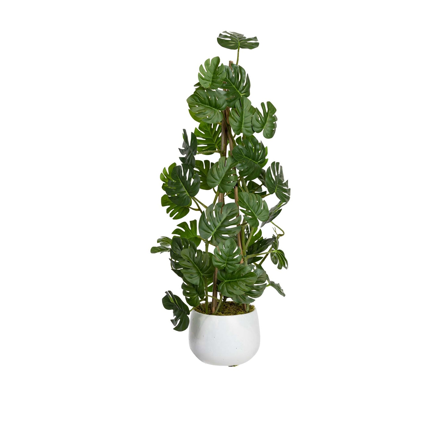 Climbing Sellum Philo in Pot