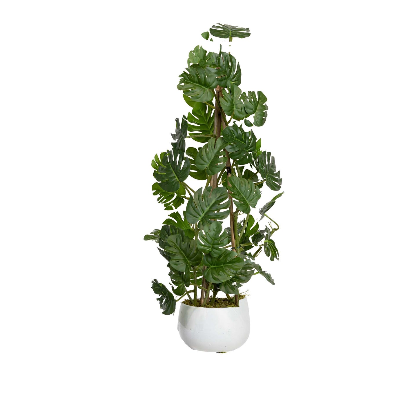 Climbing Sellum Philo in Pot