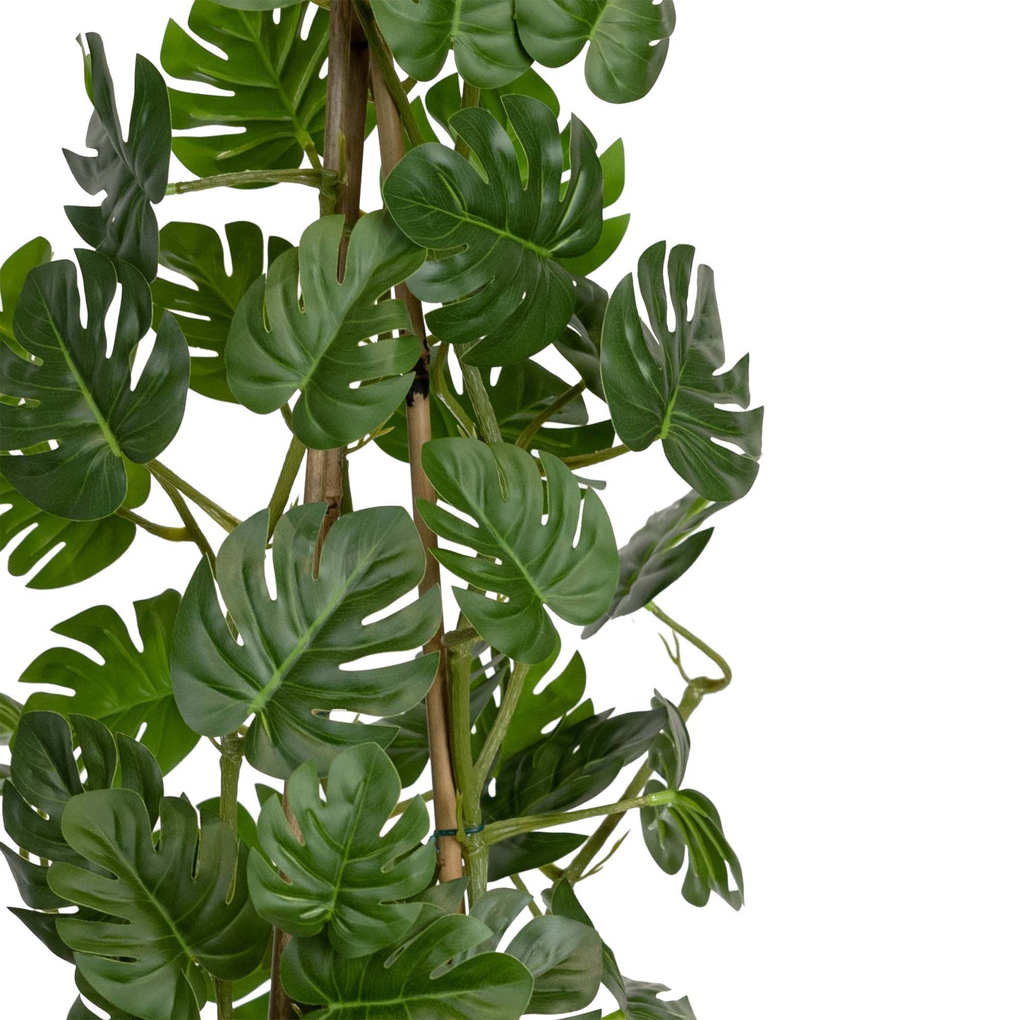 Climbing Sellum Philo in Pot