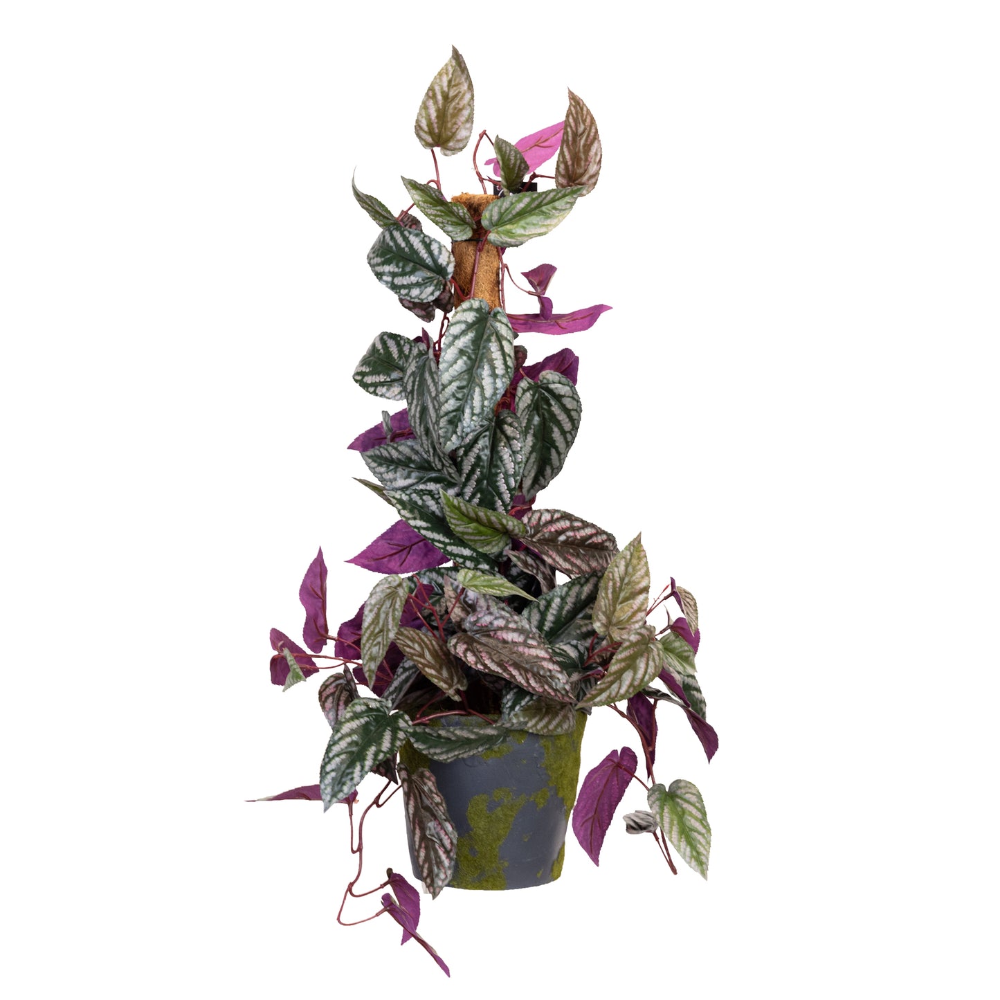 68CM CISSUS PLANT ON POLE