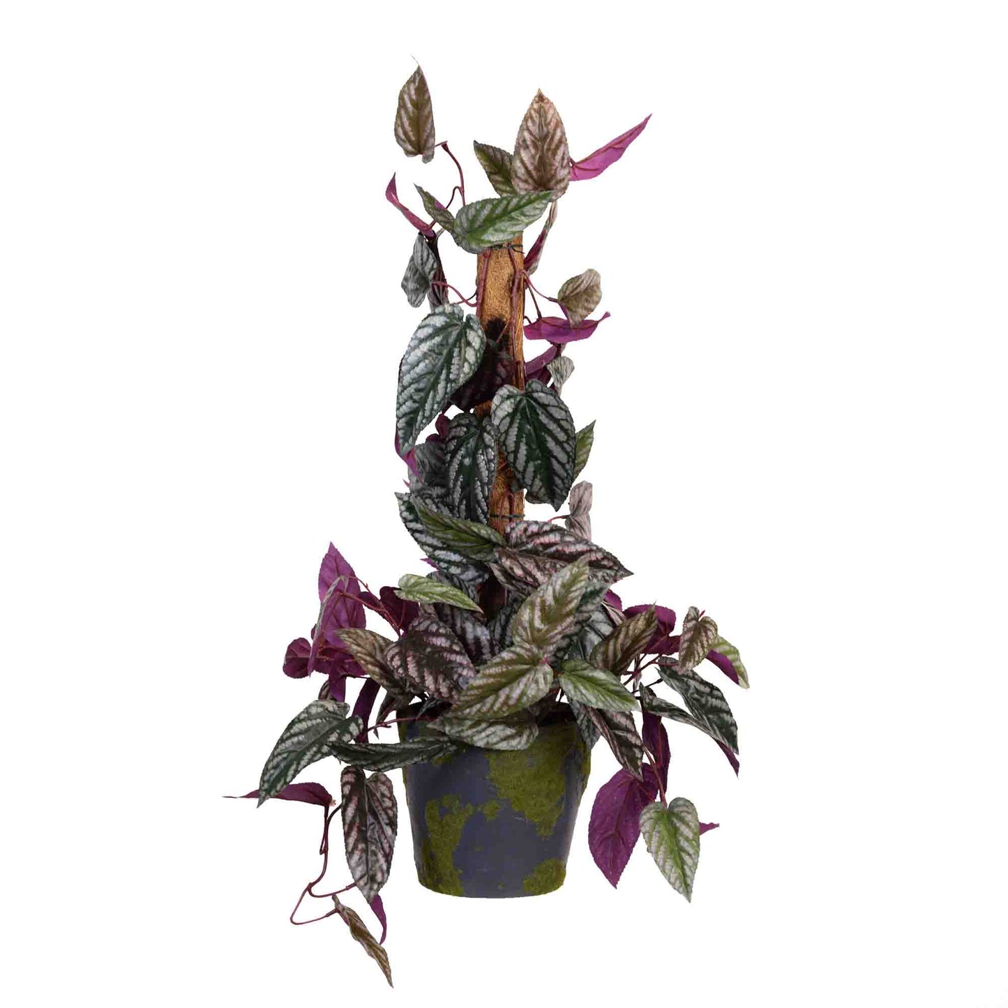 68CM CISSUS PLANT ON POLE