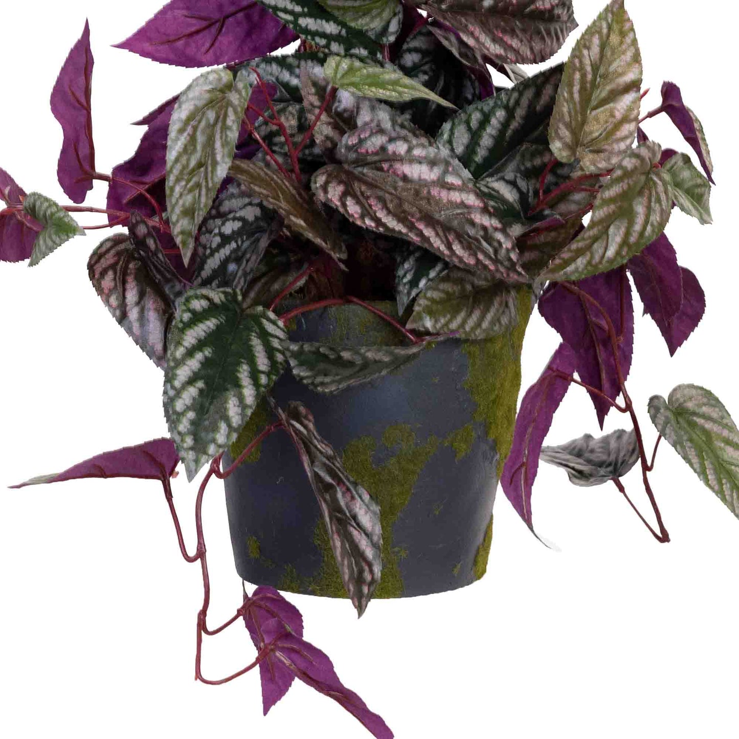 68CM CISSUS PLANT ON POLE