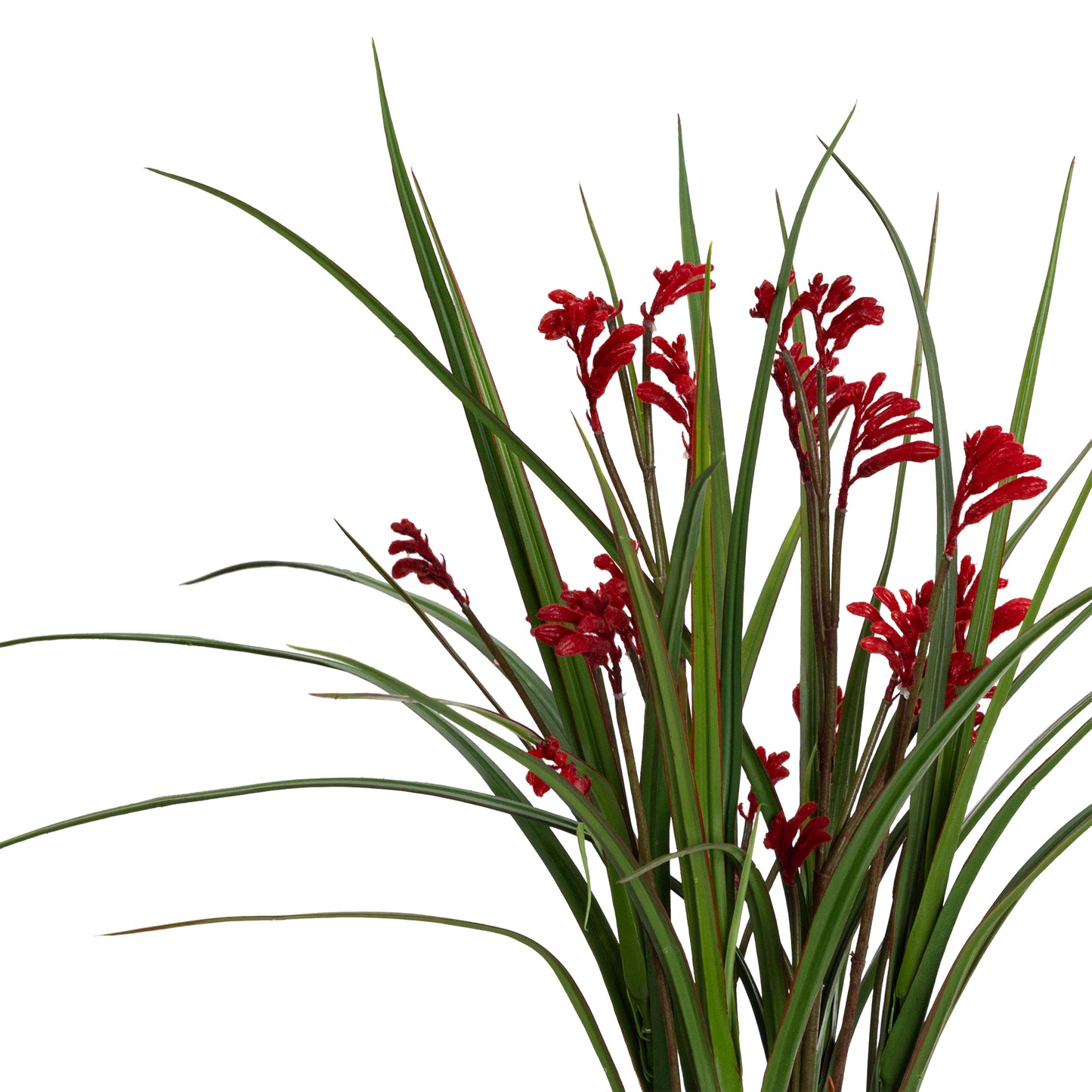 58CM KANGAROO PAW IN POT
