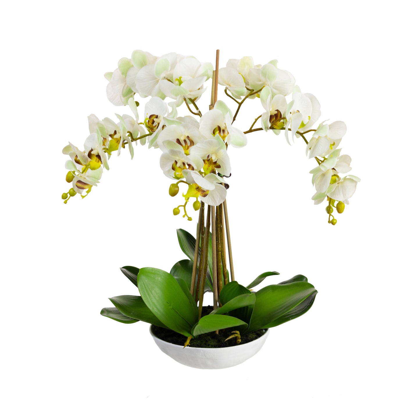 45cm Artificial Phalaenopsis Orchid in White Bowl Apple Green
