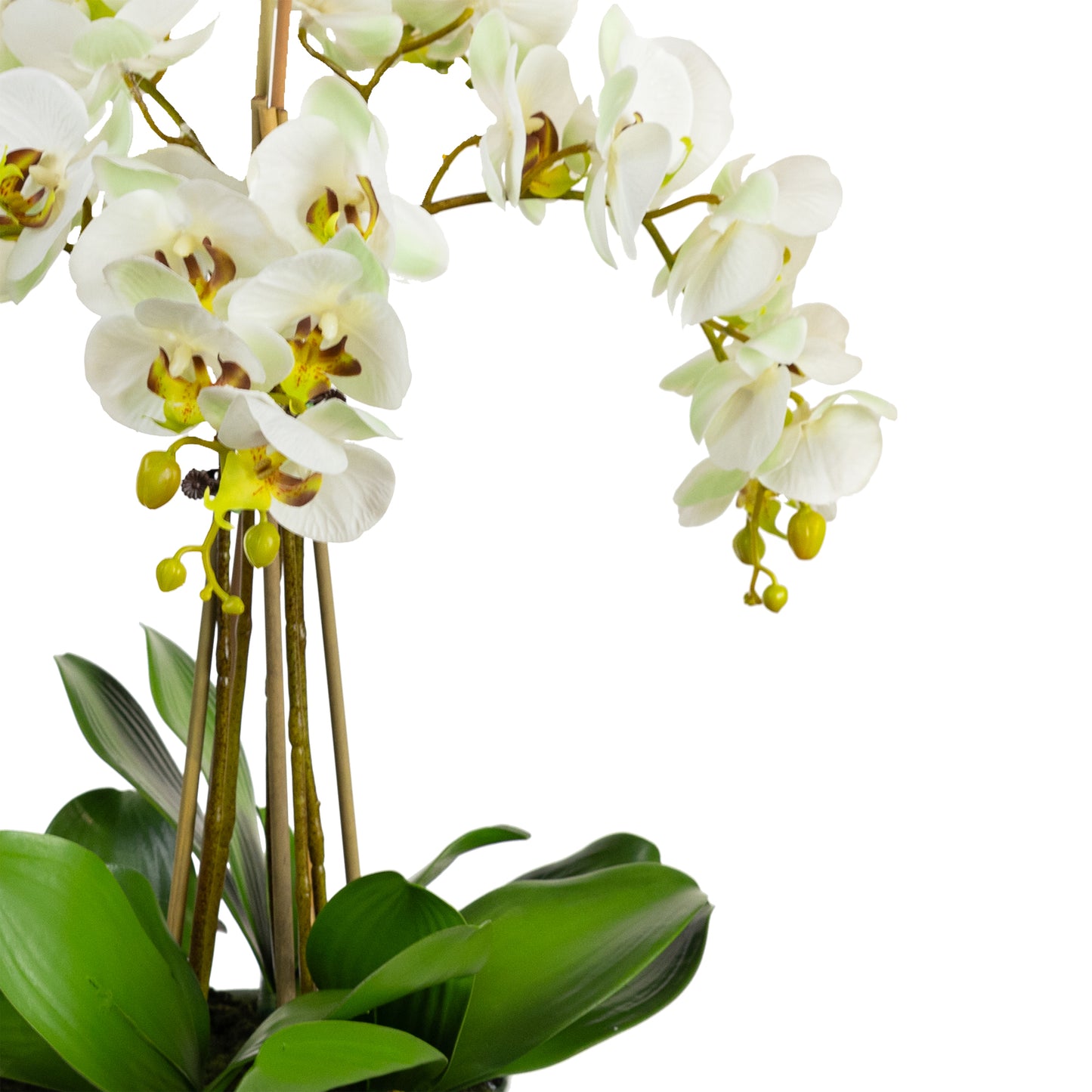 45cm Artificial Phalaenopsis Orchid in White Bowl Apple Green