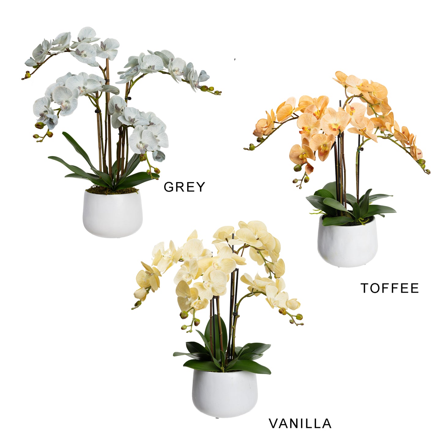 63cm Artificial Phalaenopsis Orchid in White Pot Toffee