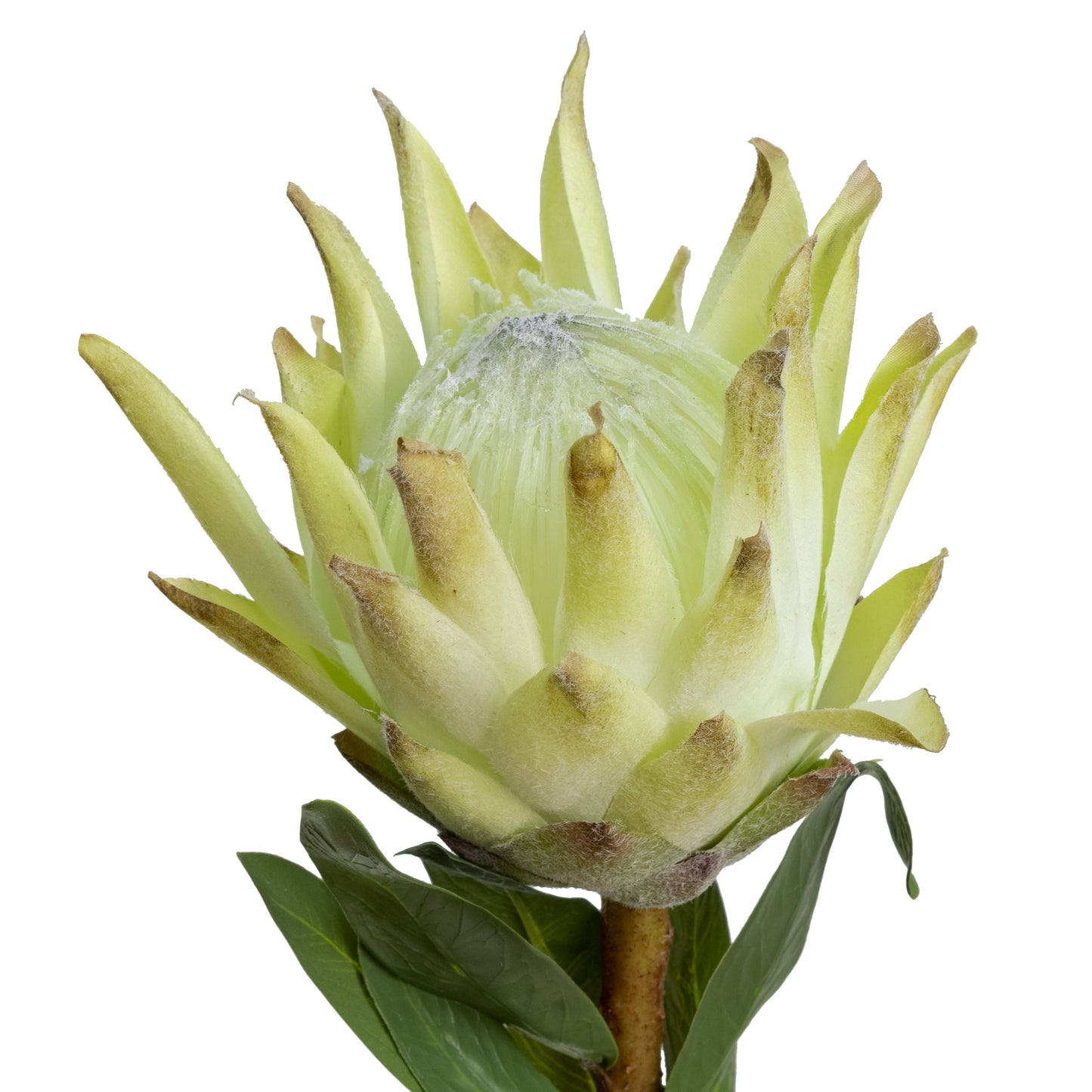 72cm Artificial Queen Protea Green