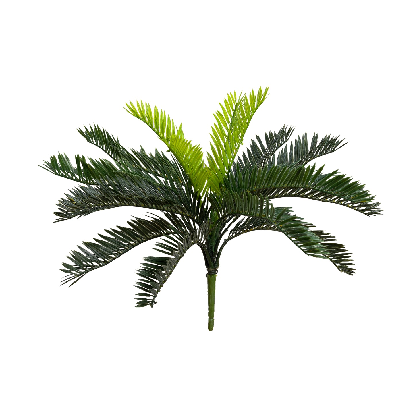 Cycas Bush