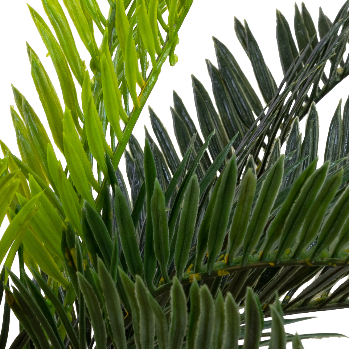 Cycas Bush