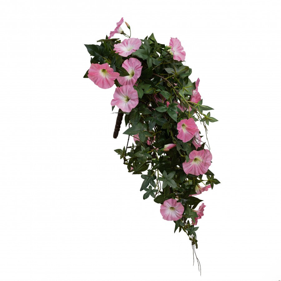 Morning Glory Hanging Bush
