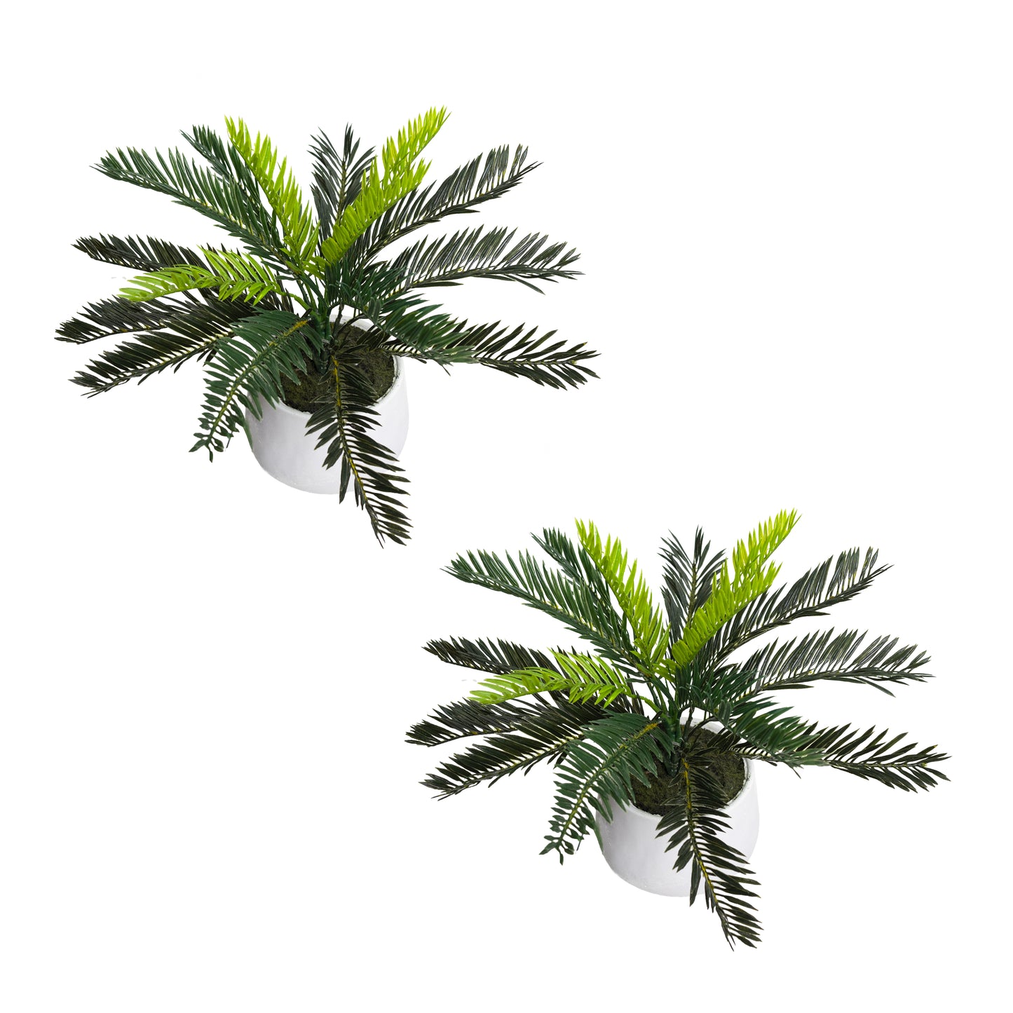 Glamorous Fusion 35cm Cycas in Pot Set - Artificial Flower Arrangements and Artificial Plants