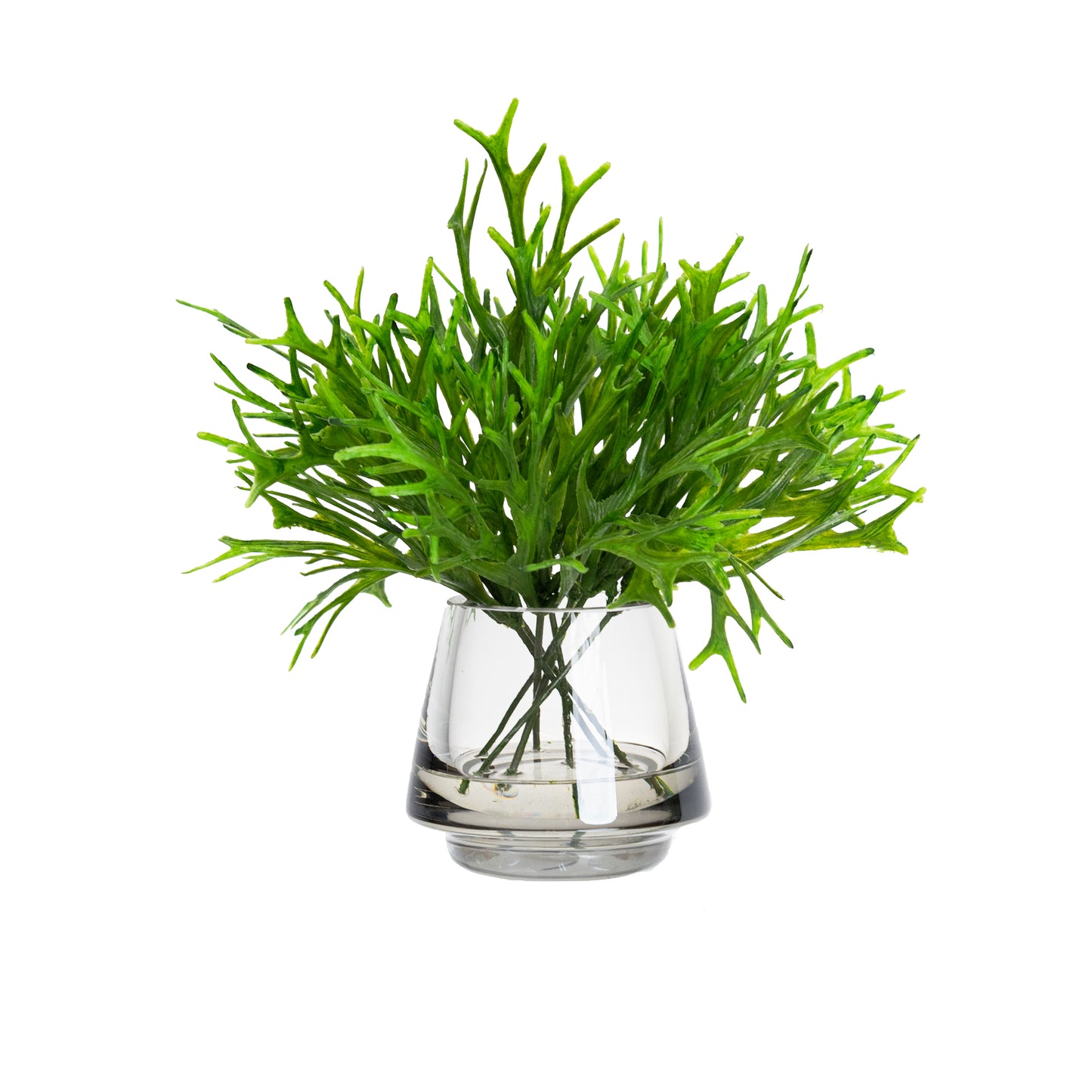 26CM PLATYCERIUM BUSH IN GLASS