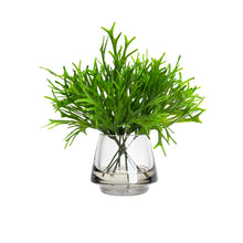 Load image into Gallery viewer, 26CM PLATYCERIUM BUSH IN GLASS

