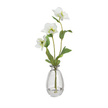 Load image into Gallery viewer, 33CM HELLEBORUS SPRAY IN GLASS WHITE
