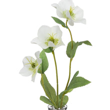 Load image into Gallery viewer, 33CM HELLEBORUS SPRAY IN GLASS WHITE
