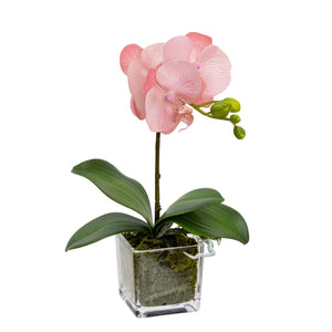 Glamorous Fusion Orchid in Square Glass - Artificial Flower Arrangements and Artificial Plants