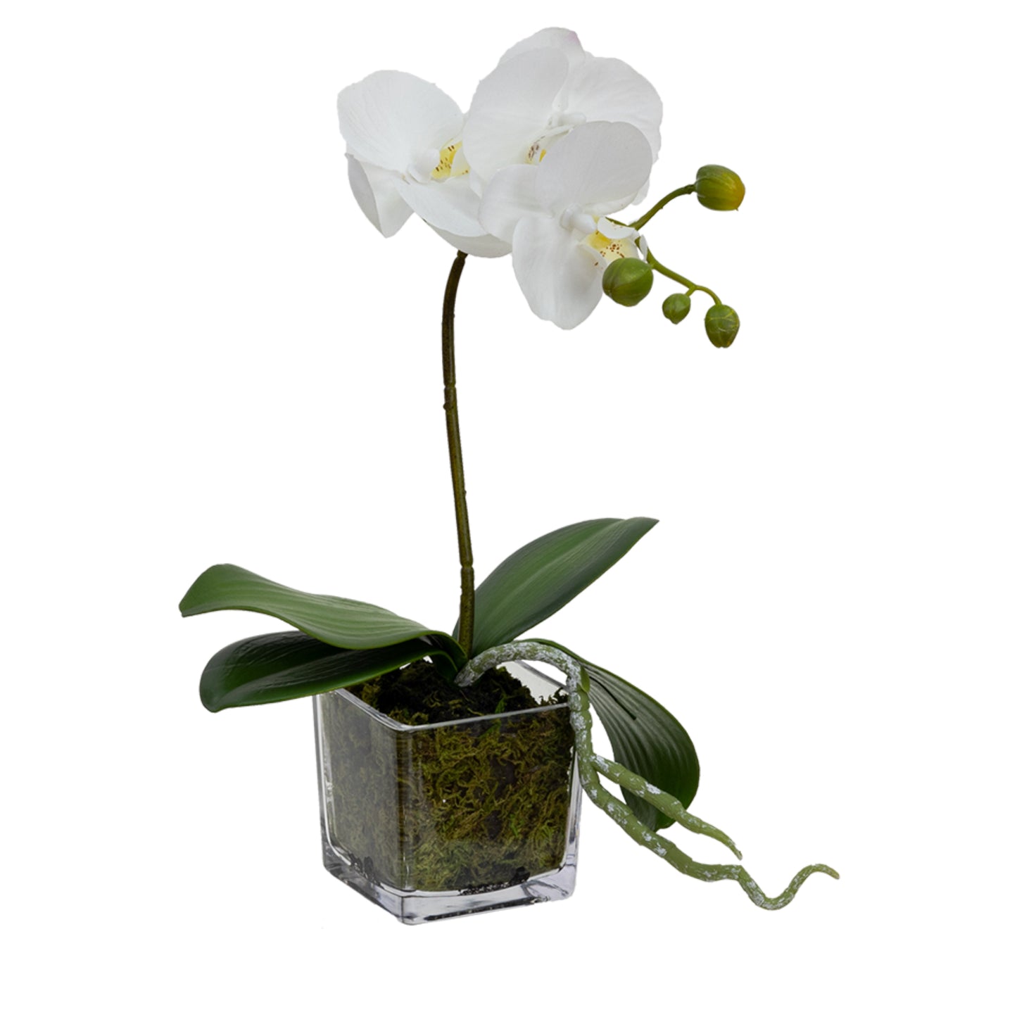 32cm Artificial Orchid in Square Glass White