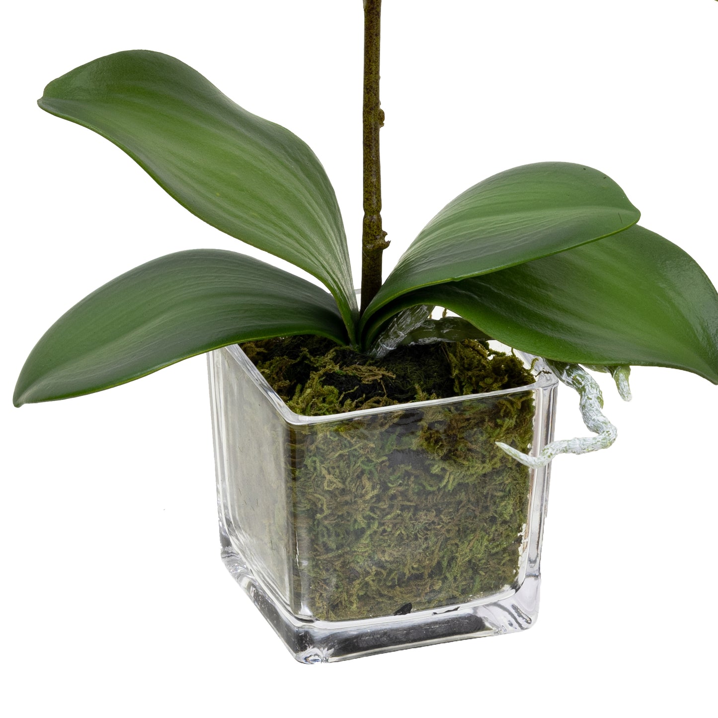 32cm Artificial Orchid in Square Glass White