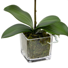 Load image into Gallery viewer, 32CM ORCHID IN SQUARE GLASS
