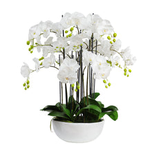Load image into Gallery viewer, 90CM POTTED ORCHID IN CERAMIC POT
