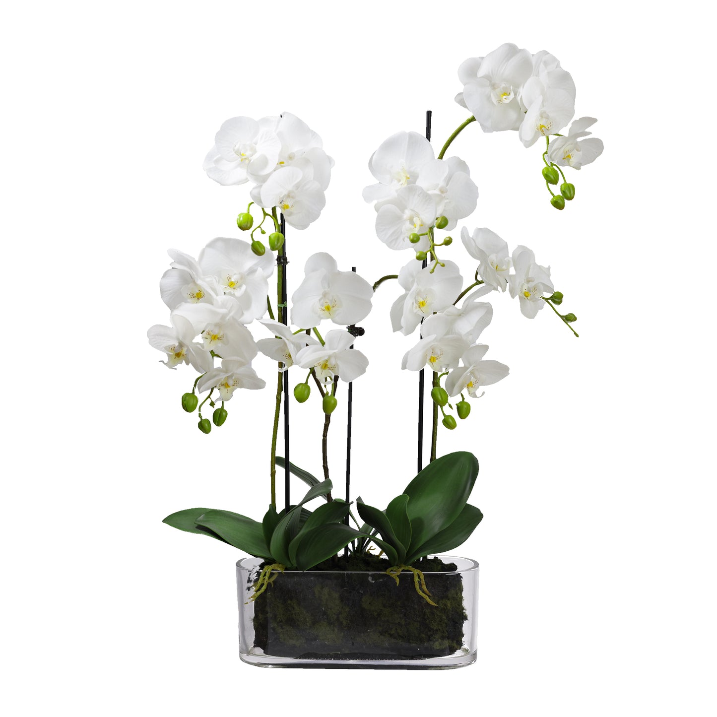 70cm Artificial Orchid in Flat Glass