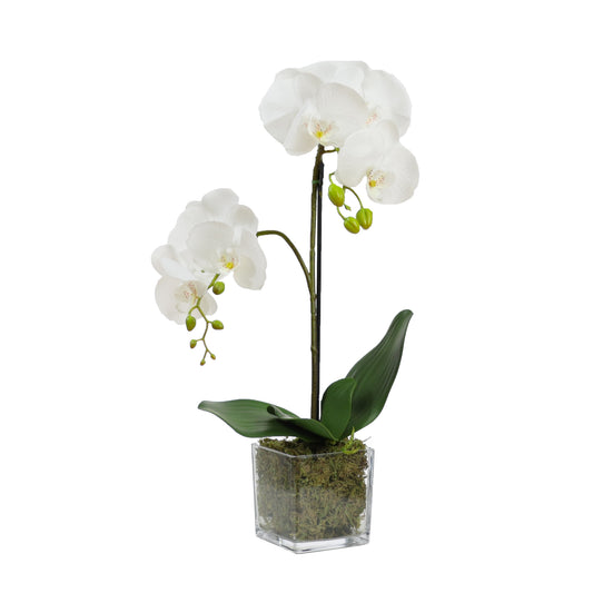 56cm Orchid in Square Glass