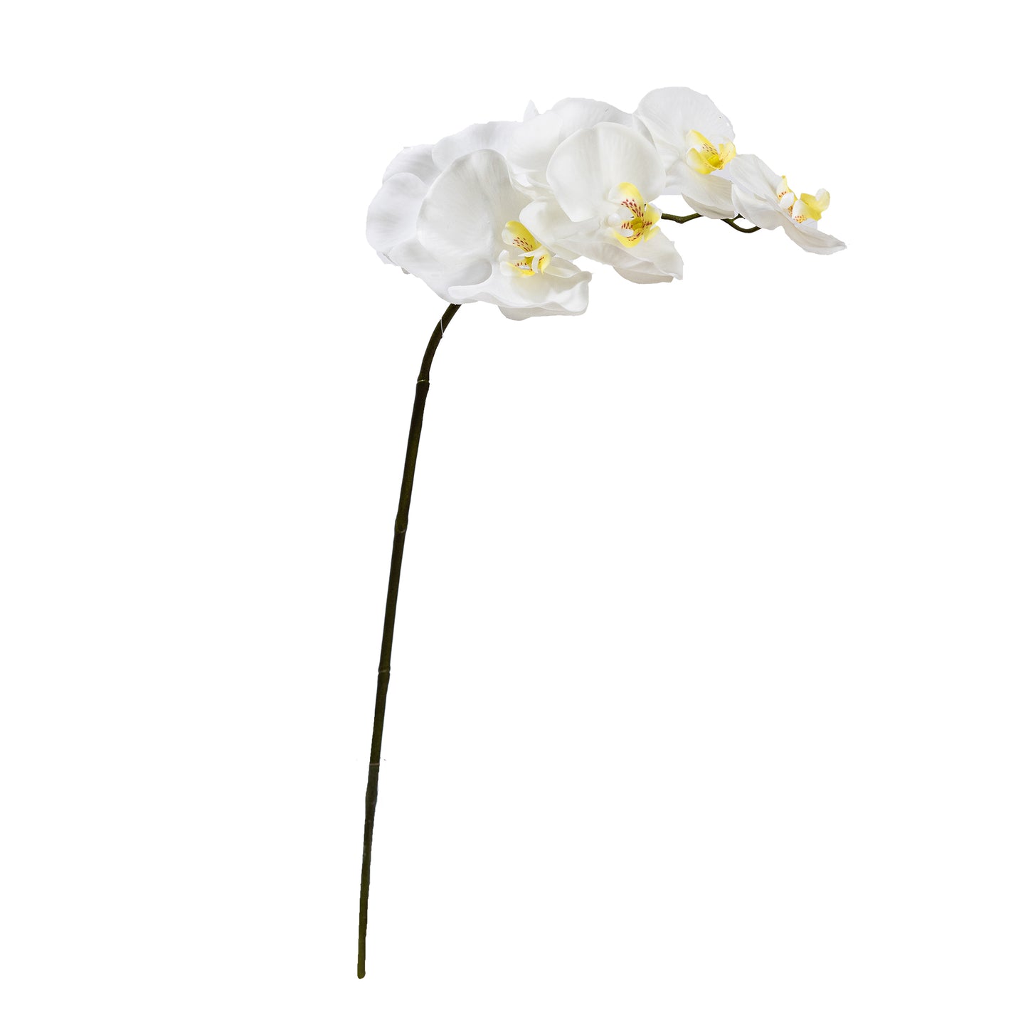 72cm Artificial Real Touch Phalaenopsis Orchid Cream