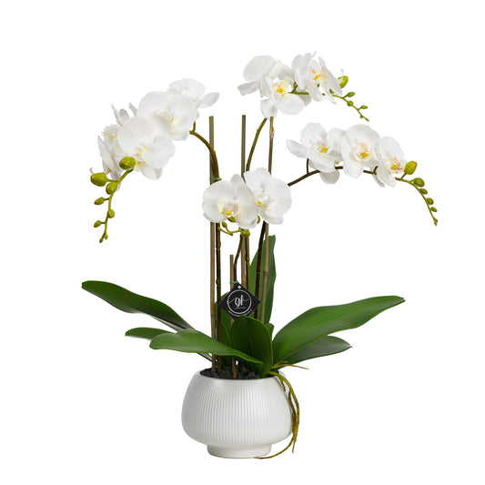 62cm Artificial Orchid in Ceramic White Bowl