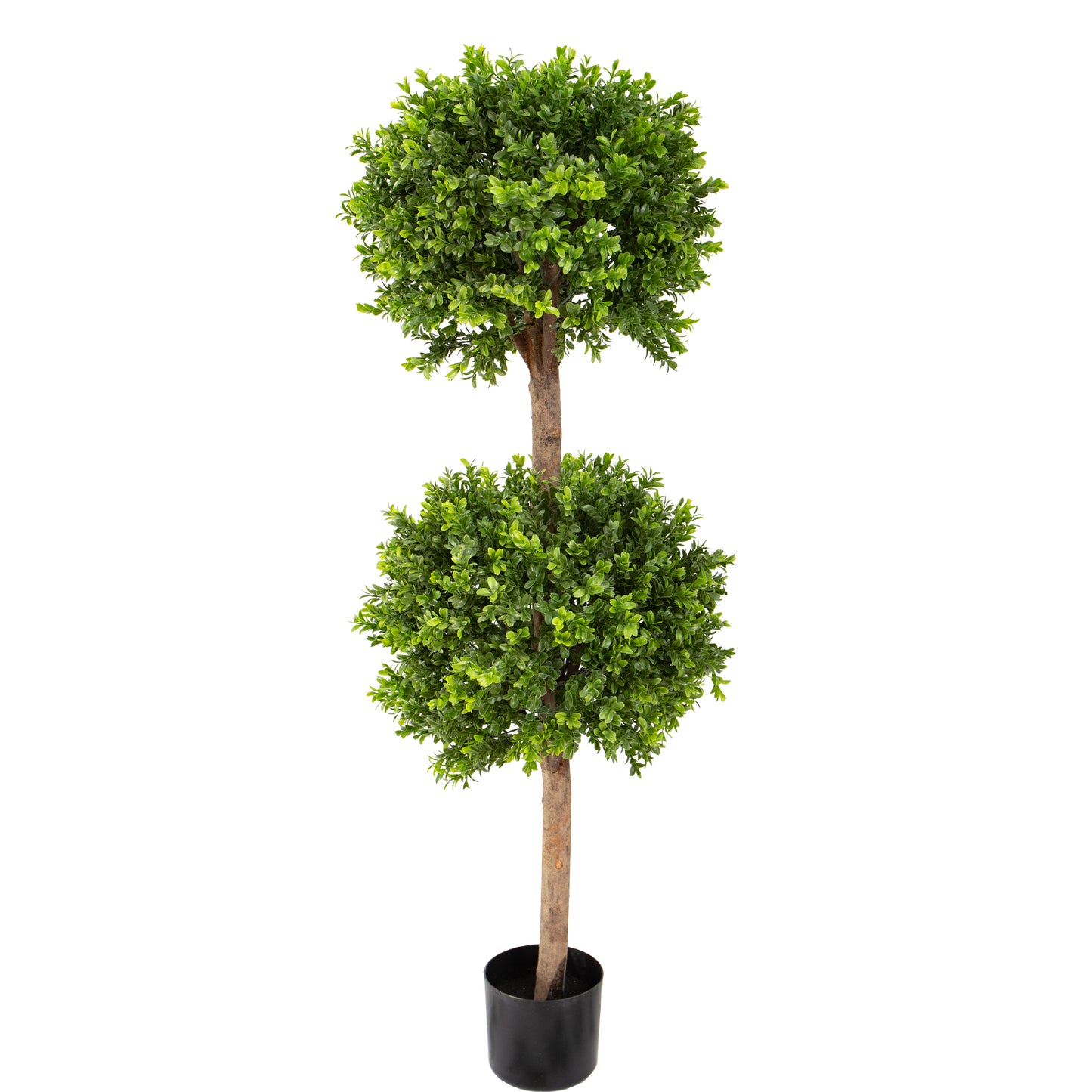 120cm Boxwood Double Ball Tree in Pot