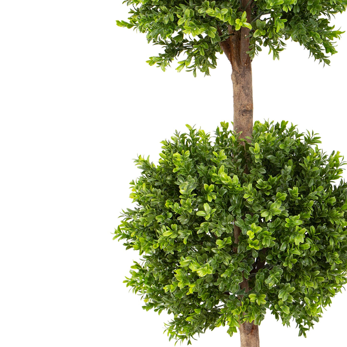 120cm Boxwood Double Ball Tree in Pot