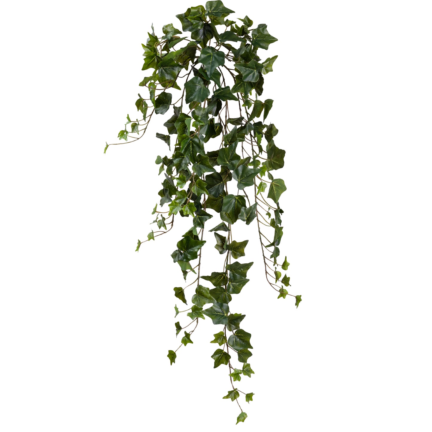 English Ivy Hanging Bush