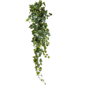 English Ivy Hanging Bush