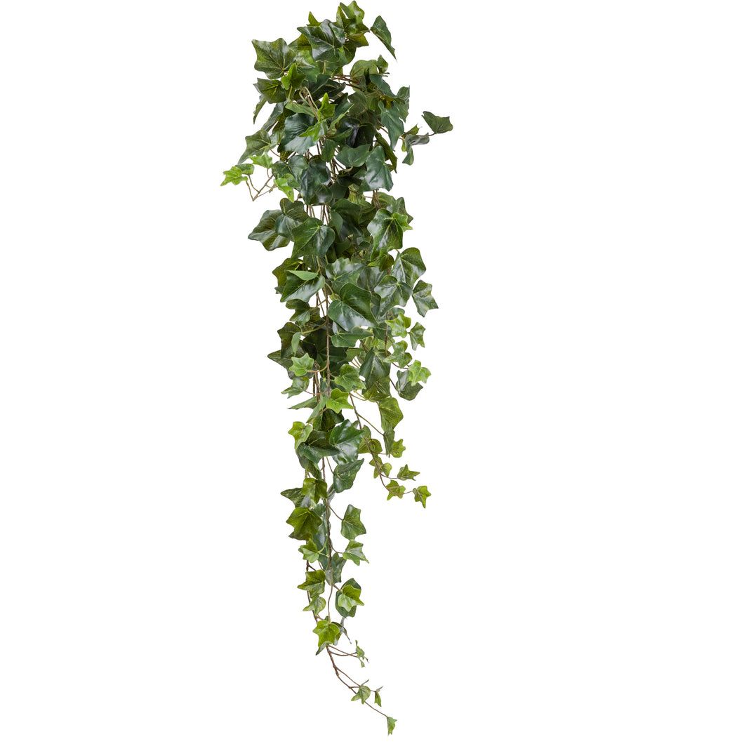 English Ivy Hanging Bush
