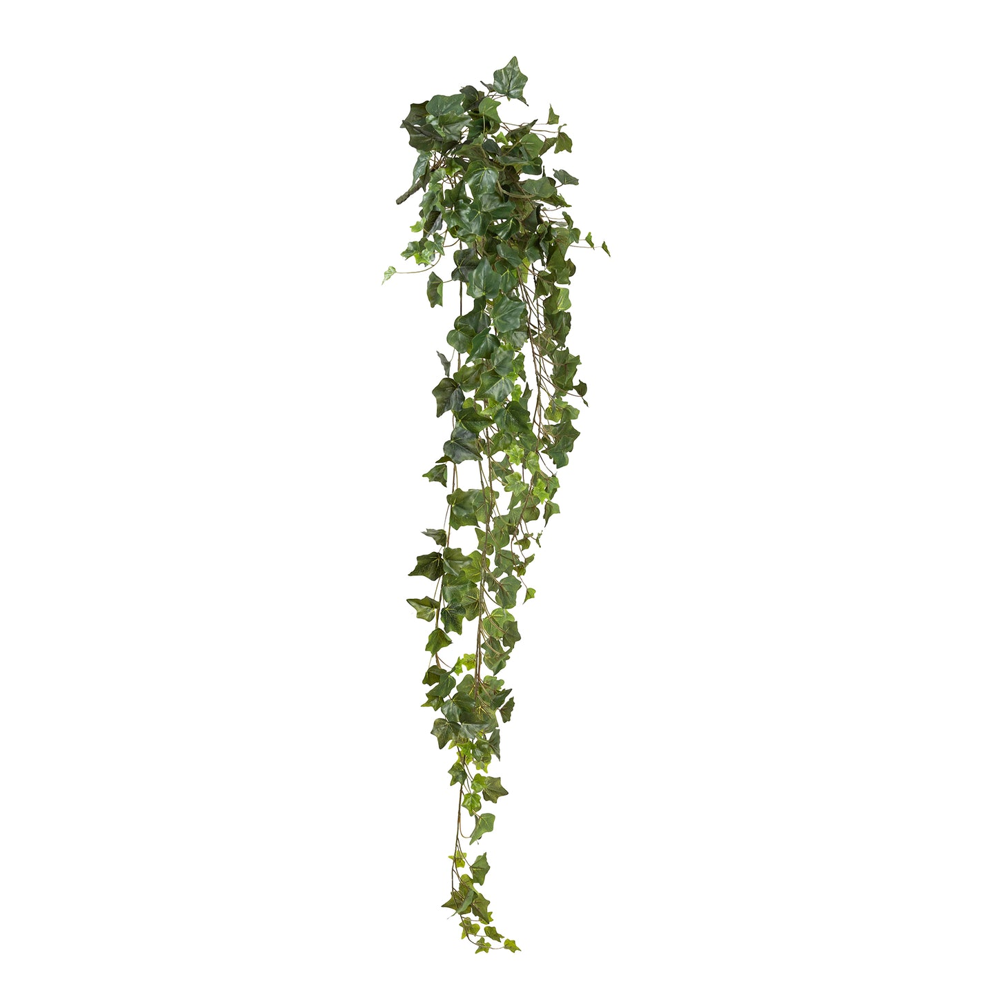 English Ivy Hanging Bush