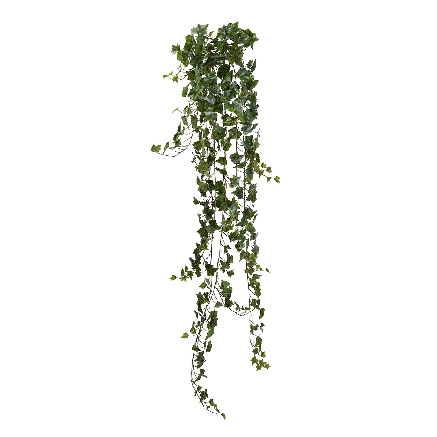 English Ivy Hanging Bush