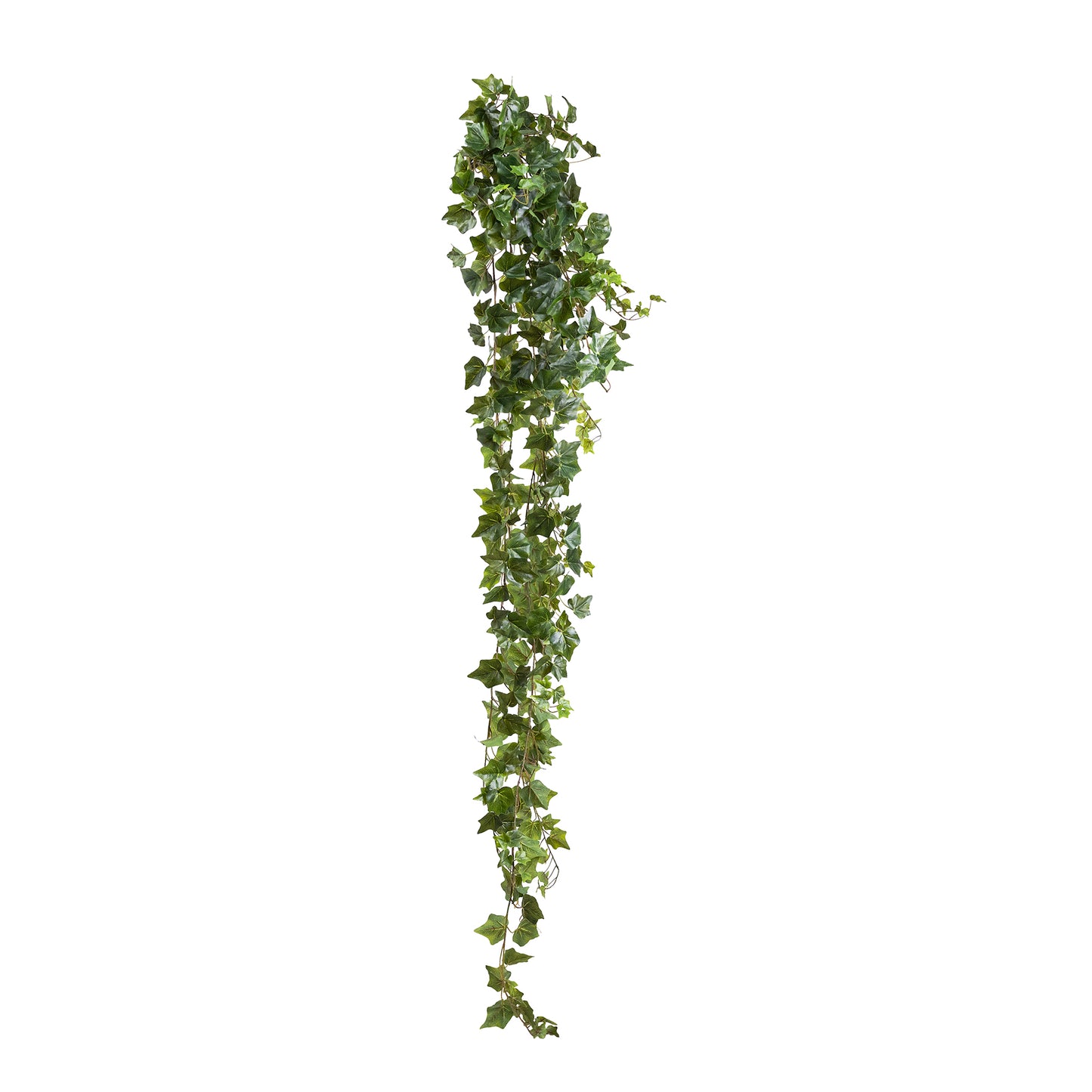 English Ivy Hanging Bush