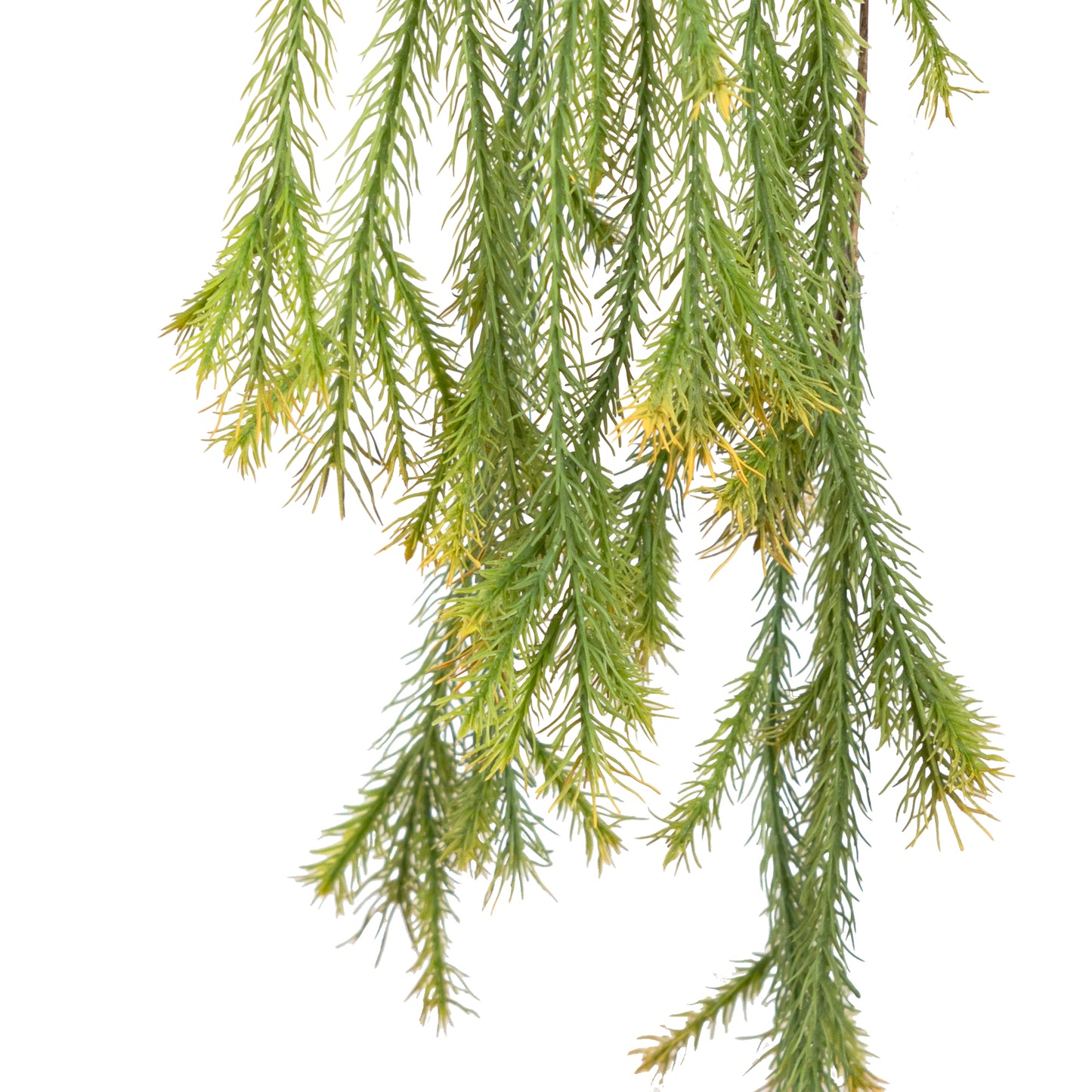 Pine Hanging Branch