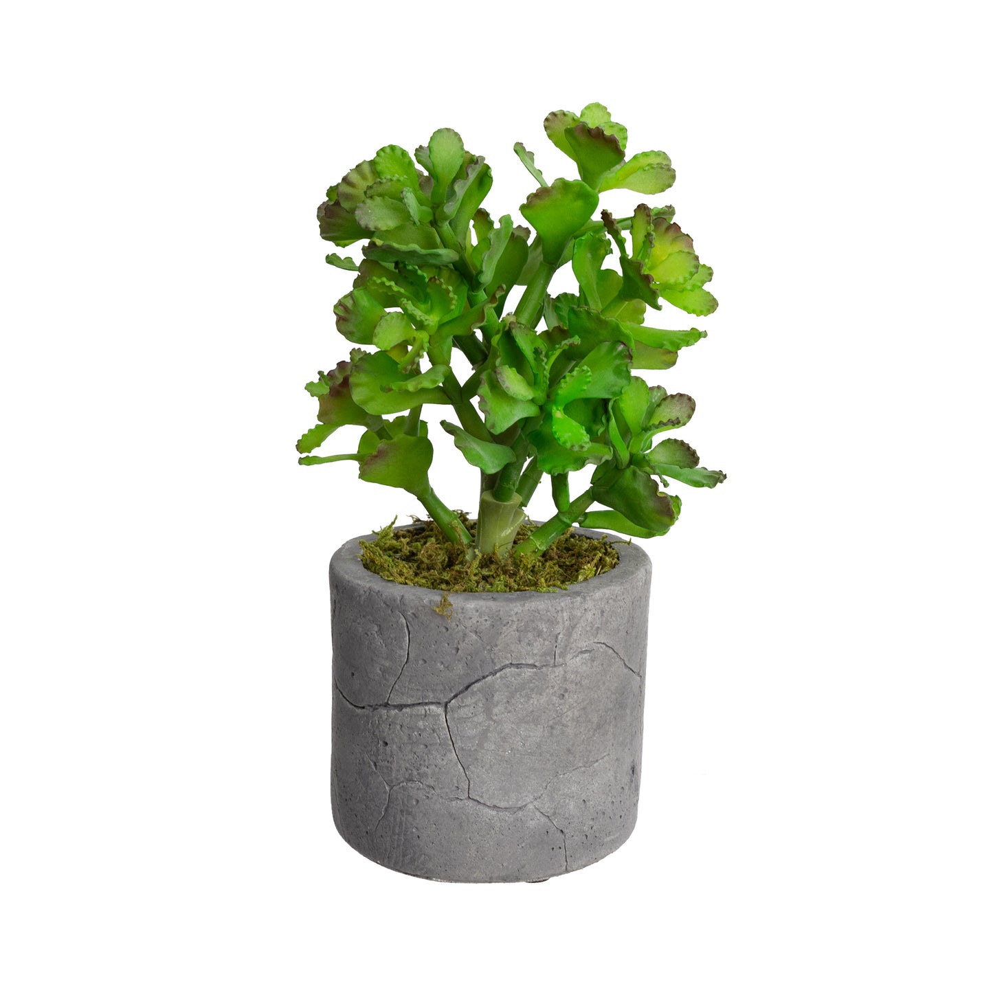 Glamorous Fusion 28cm Succulent in Pot - Artificial Flower Arrangements and Artificial Plants