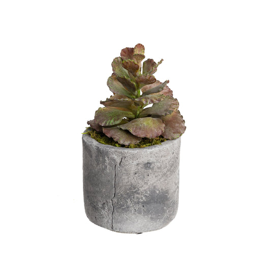 Glamorous Fusion 28cm Succulent Pick in Pot - Artificial Flower Arrangements and Artificial Plants