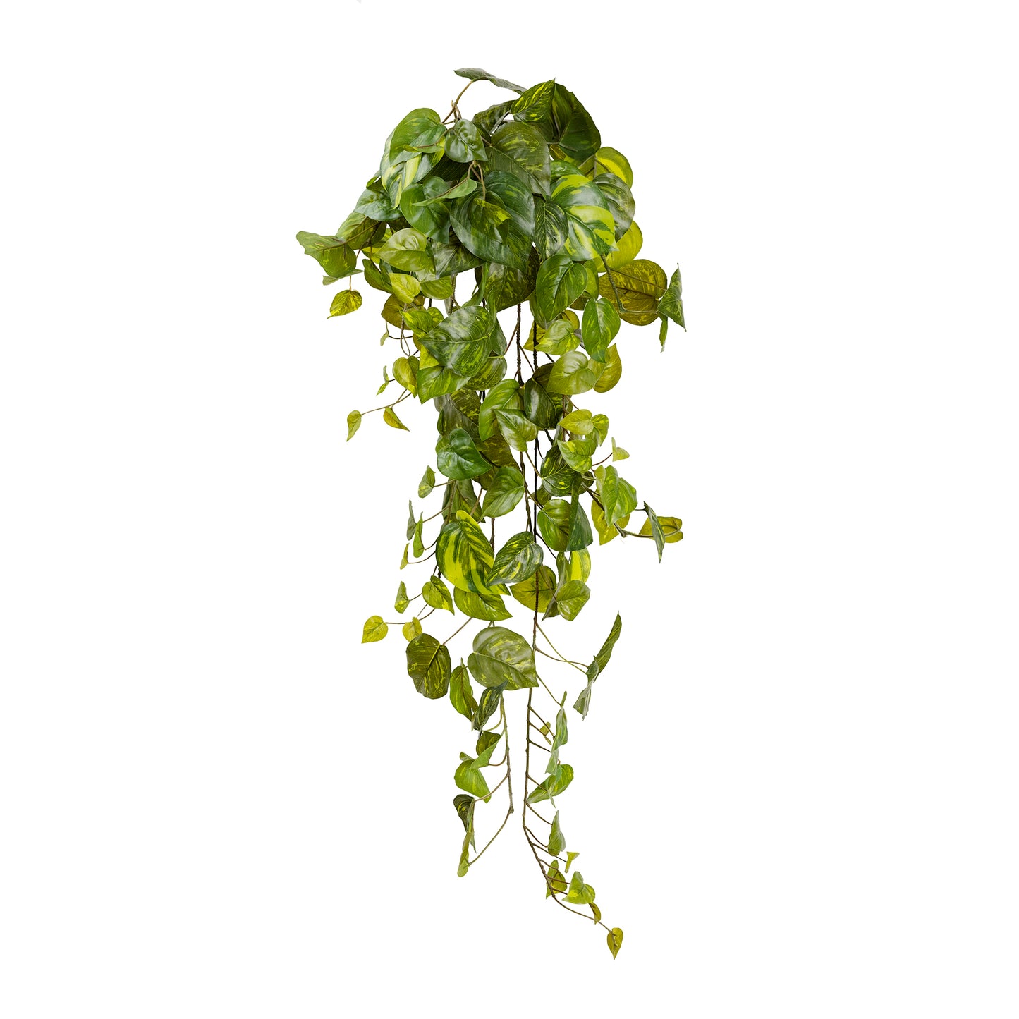 Pothos Hanging Bush