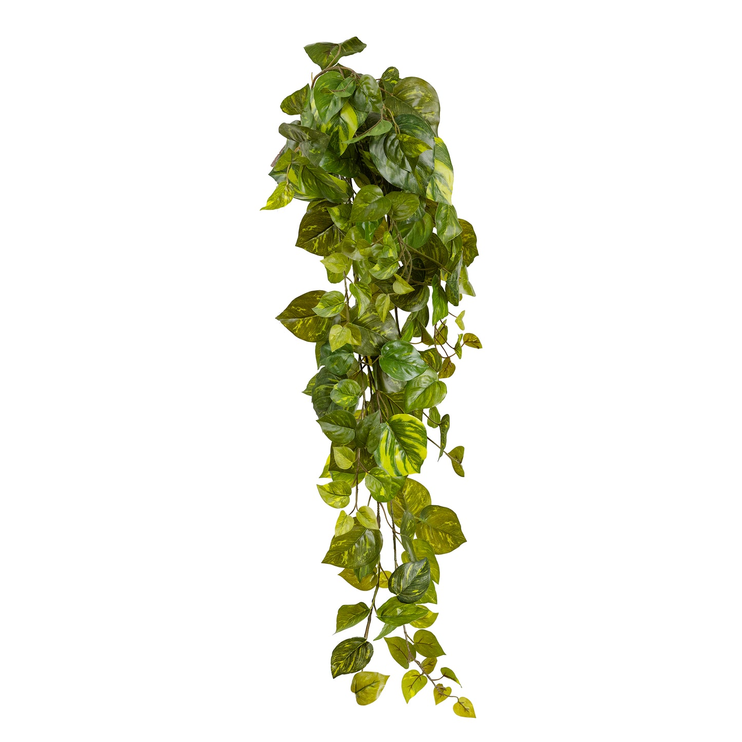 Pothos Hanging Bush