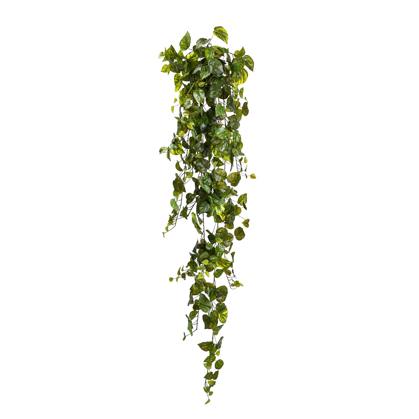 Pothos Hanging Bush