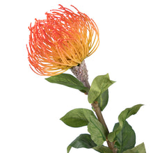 Load image into Gallery viewer, Leucospermum
