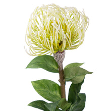 Load image into Gallery viewer, Leucospermum
