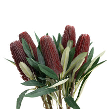 Load image into Gallery viewer, Pencil Banksia
