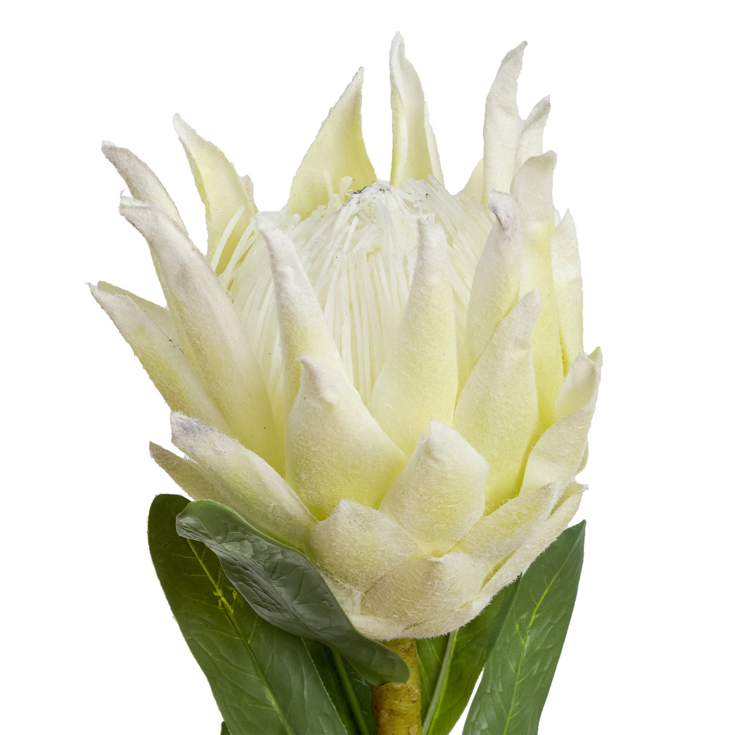 72cm Artificial Queen Protea White