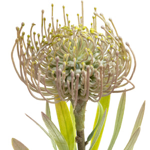 Flocked Protea Leucospermum