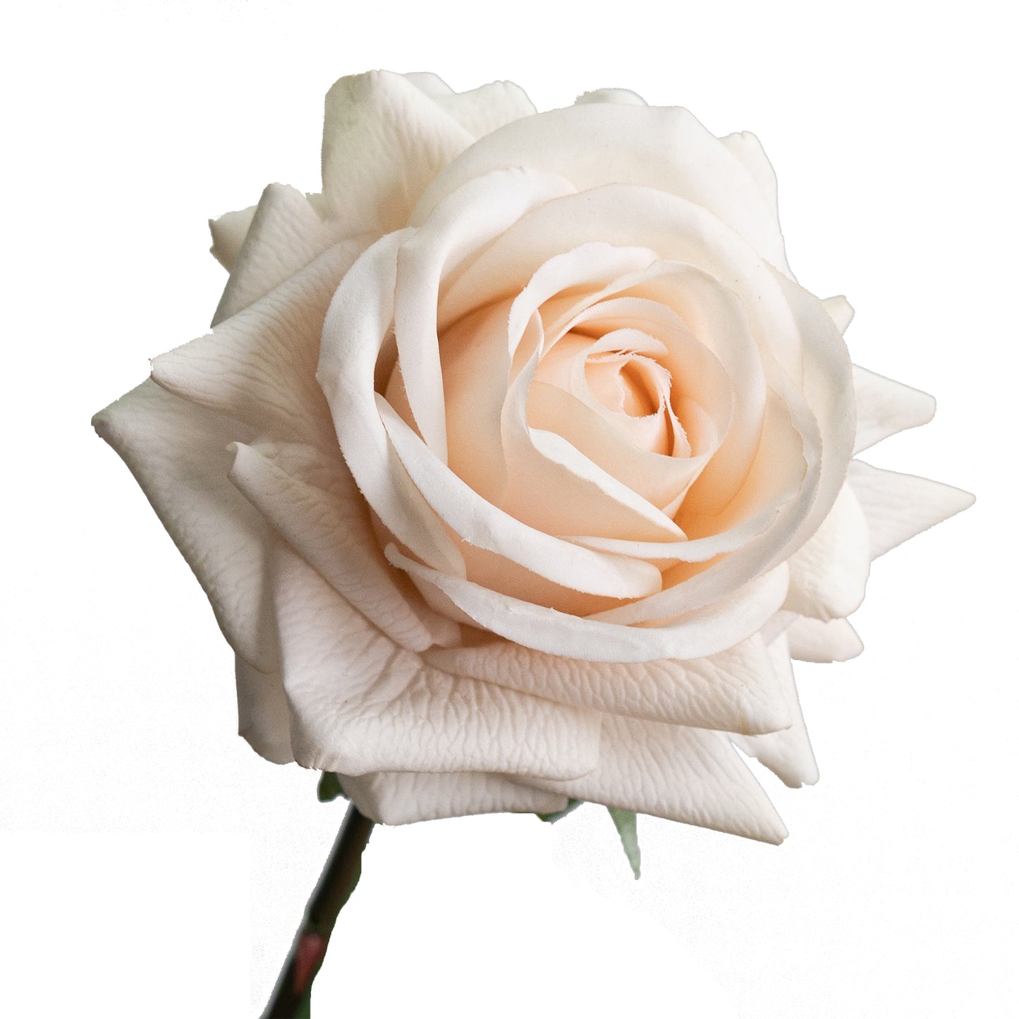 75cm Artificial Real Touch Single Rose Champagne